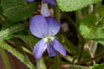 Northern woodland violet